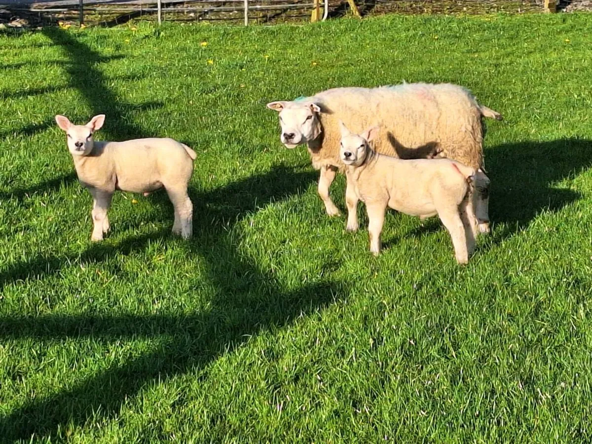 PB Texel ewe and lambs - Image 2