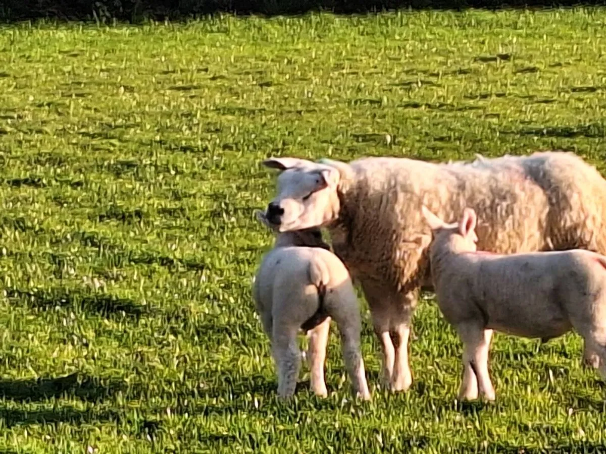 PB Texel ewe and lambs - Image 3