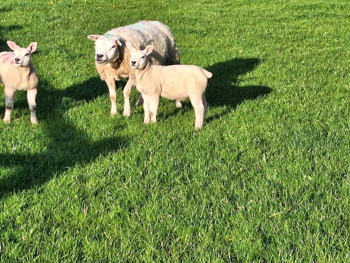 PB Texel ewe and lambs - Image 4