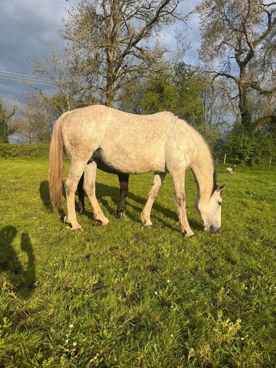 Mare by clover echo - Image 3