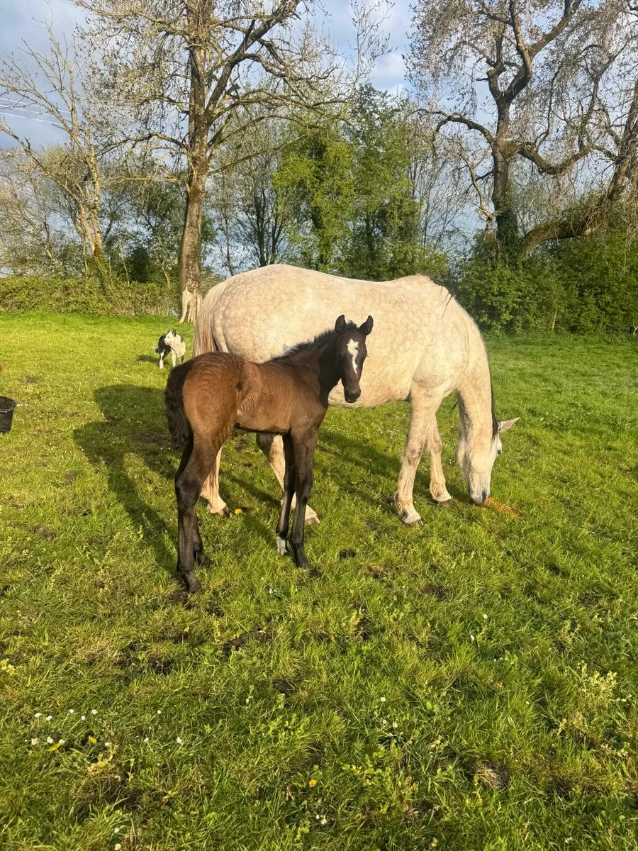 Mare by clover echo - Image 4