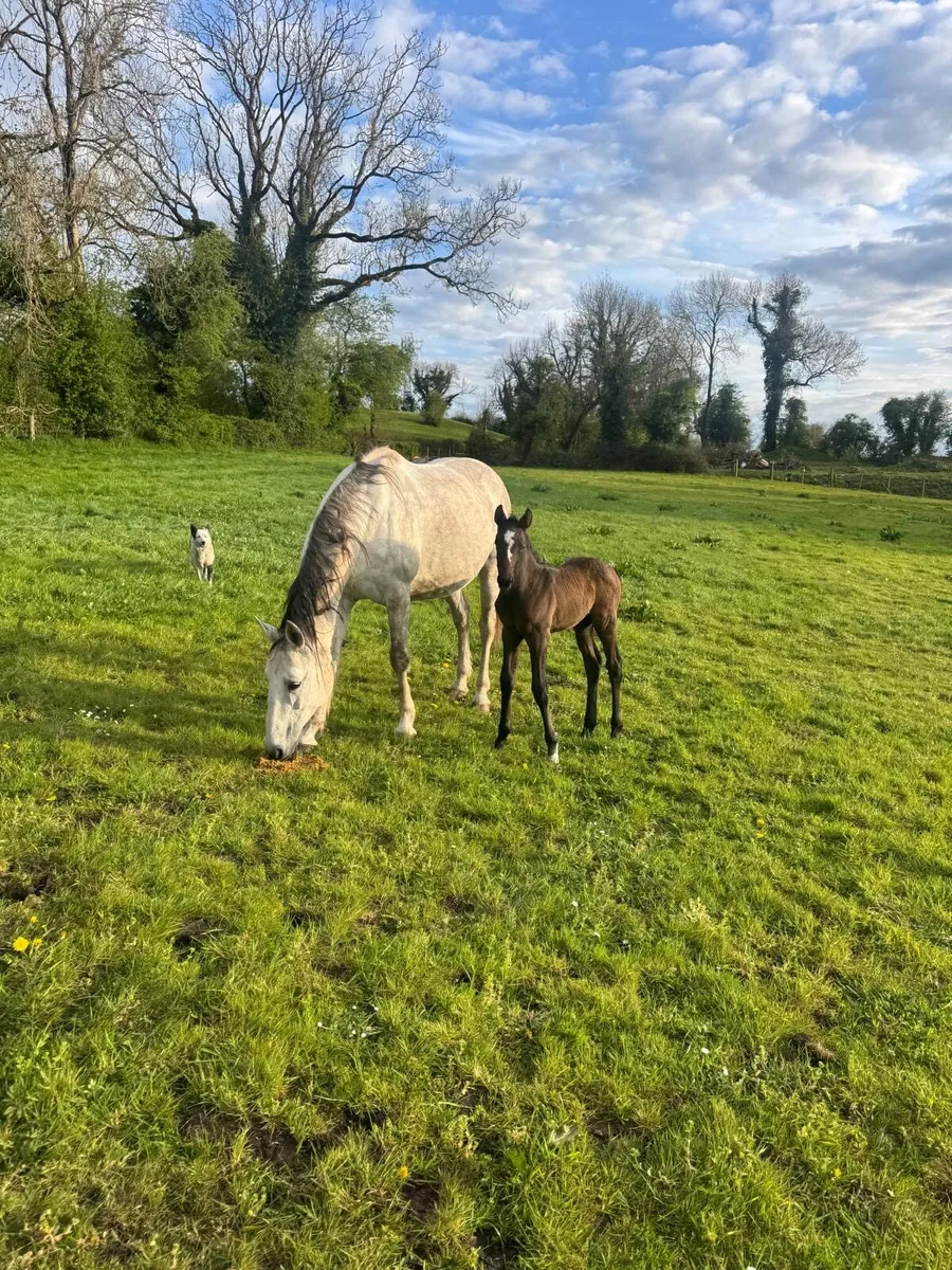 Mare by clover echo - Image 1