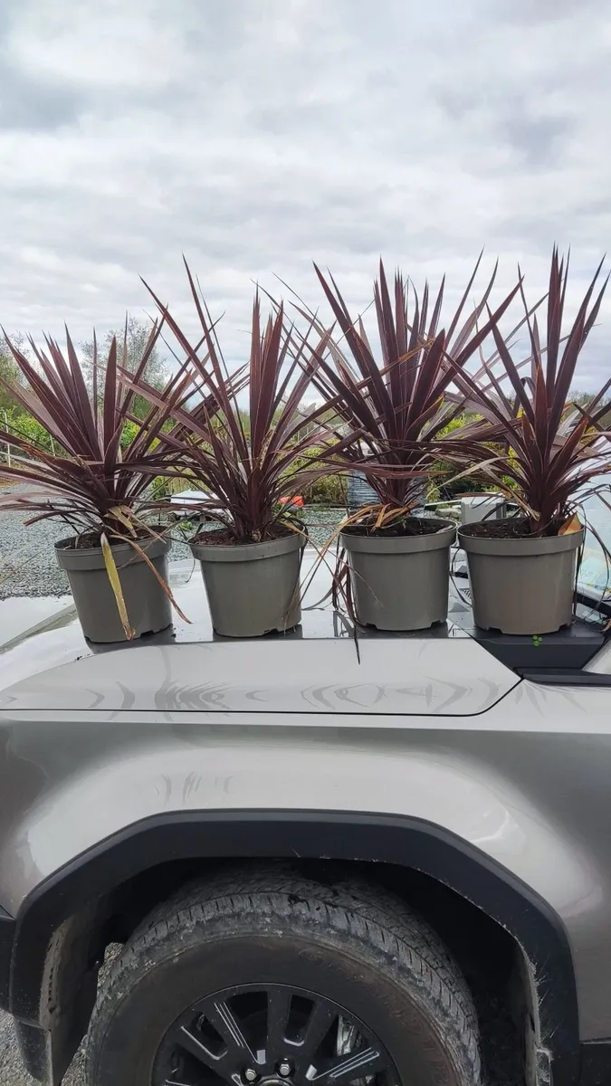 Wk 18, Offer Red  Cortyline 10 euro, 4 -30 euro - Image 1