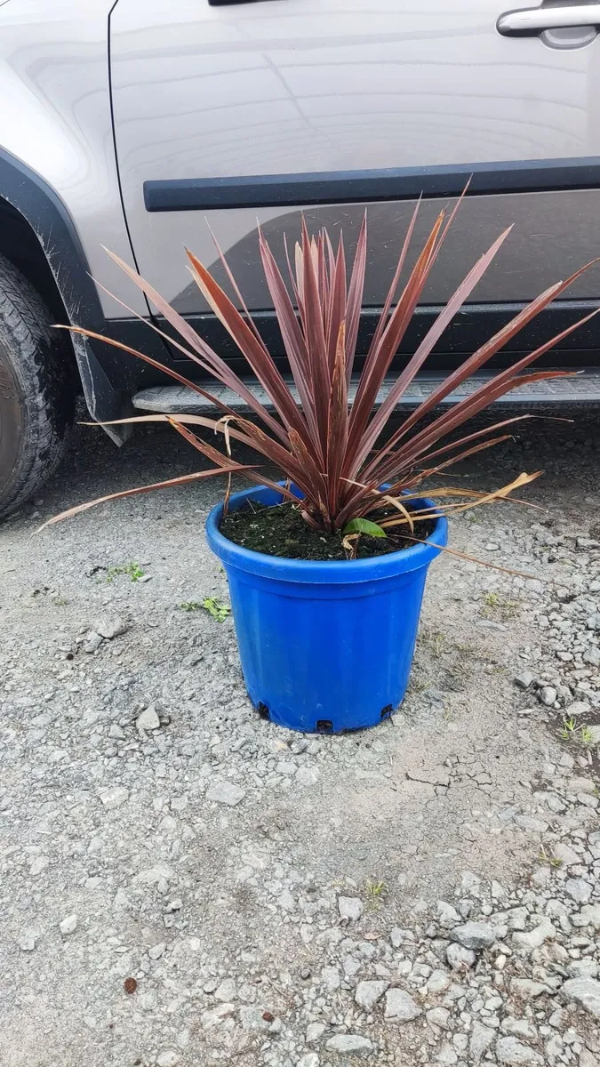 Wk 18, Offer Red  Cortyline 10 euro, 4 -30 euro - Image 2