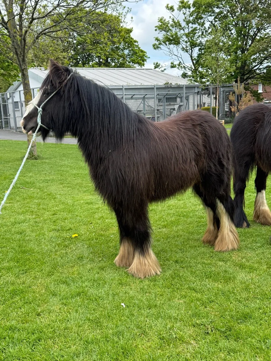 2yr old Fillies - Image 2