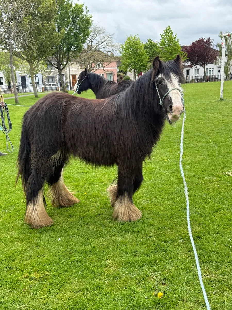 2yr old Fillies - Image 3