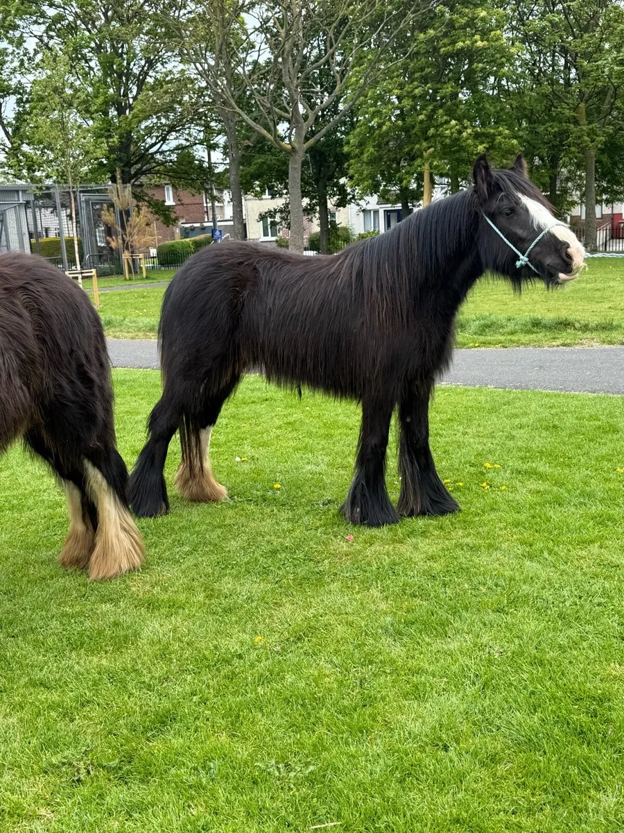 2yr old Fillies - Image 1