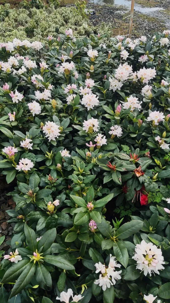 Wk 18, Offer Red  Cortyline 10 euro, 4 -30 euro - Image 3