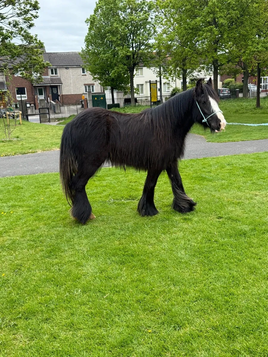 2yr old Fillies - Image 4