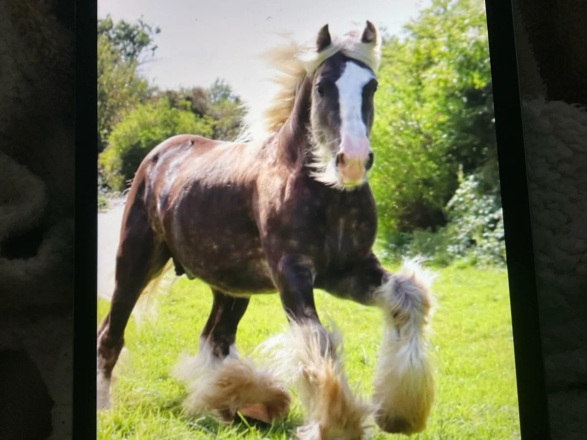 Silver dappled horse for stud only - Image 2