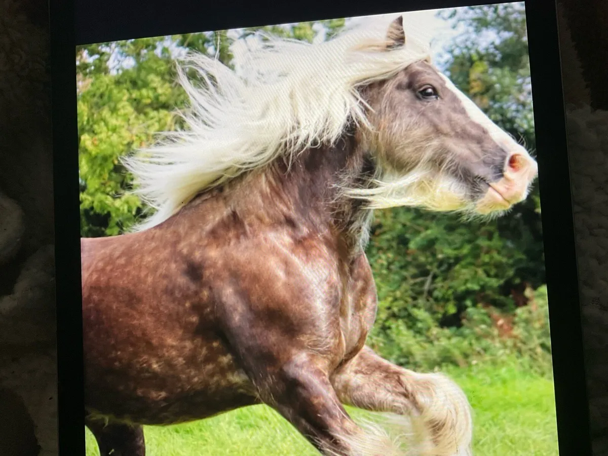 Silver dappled horse for stud only - Image 1
