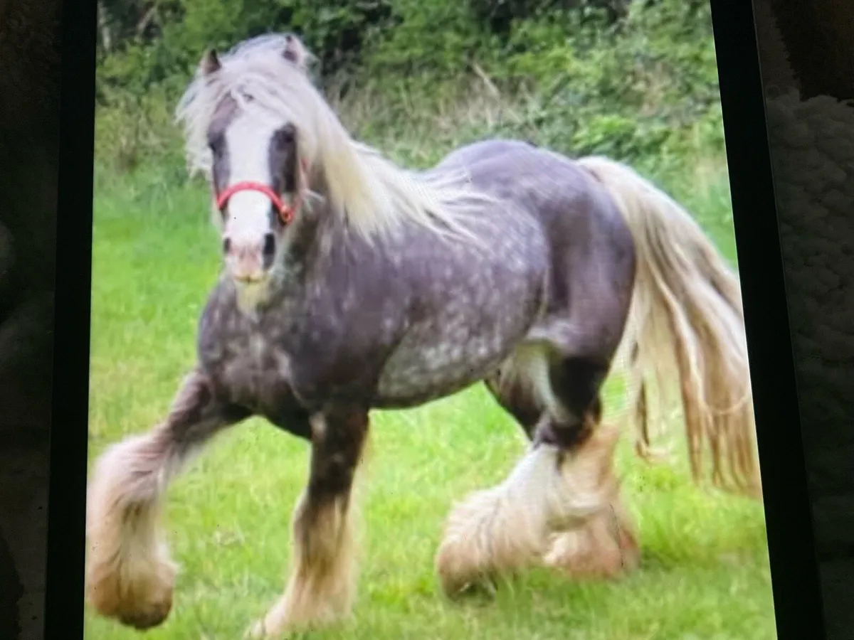 Silver dappled horse for stud only - Image 3