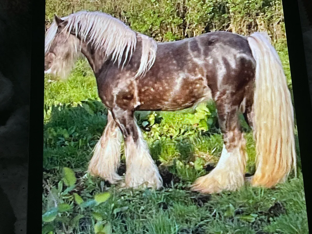 Silver dappled horse for stud only - Image 4