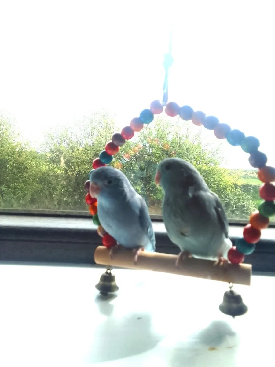 Parrotlets hand reared - Image 1