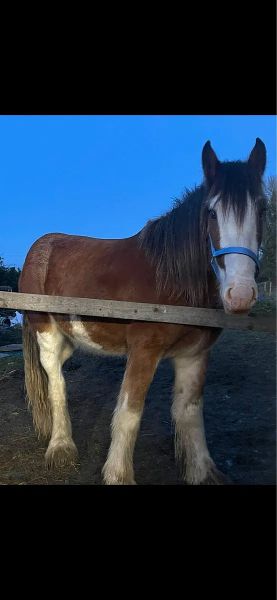 Clydesdale - Image 2
