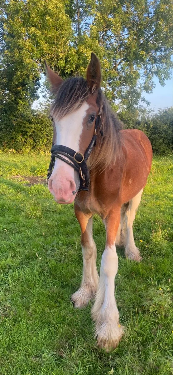 Clydesdale - Image 1