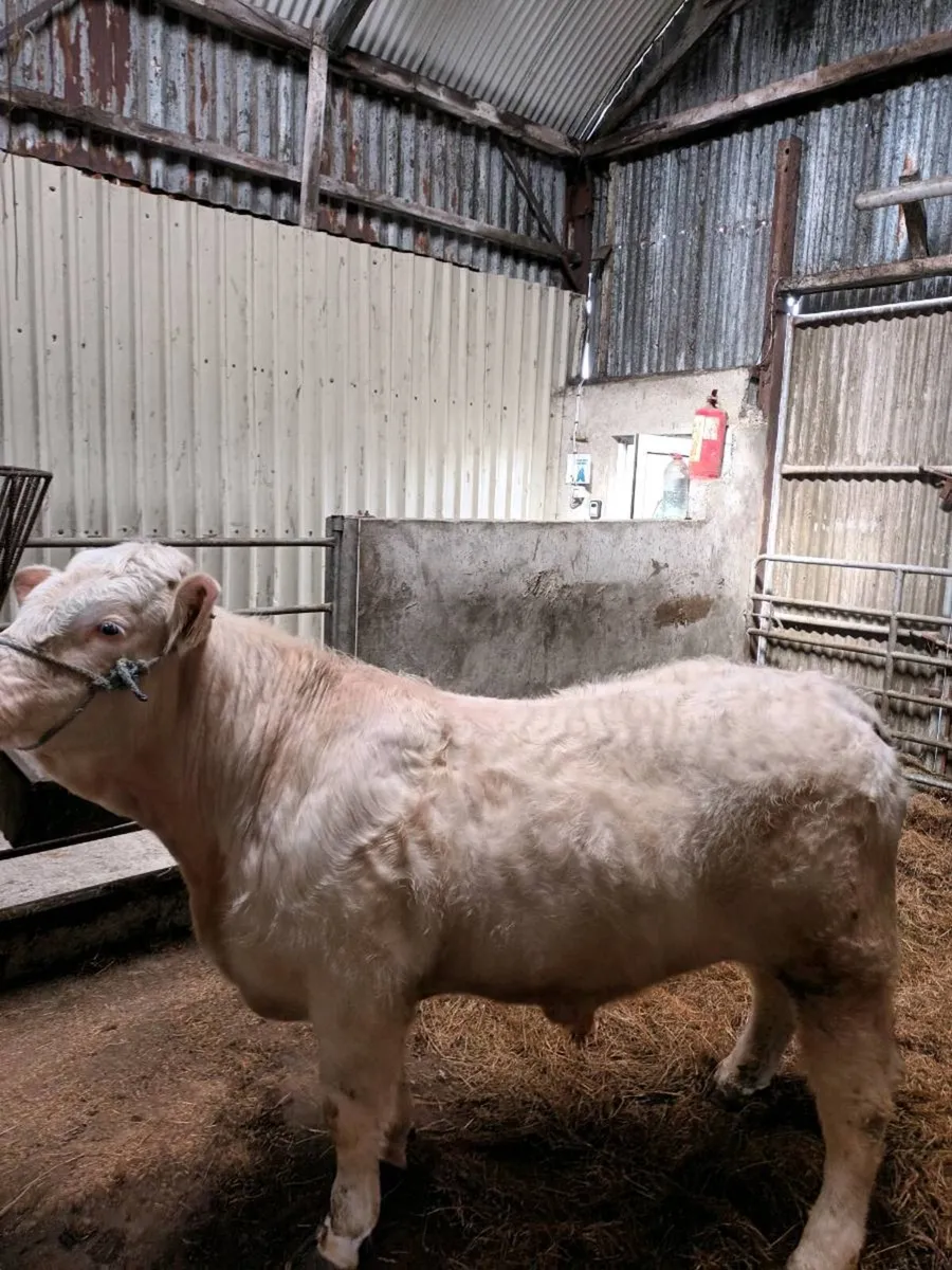 5 star pedigree charolais bull - Image 1