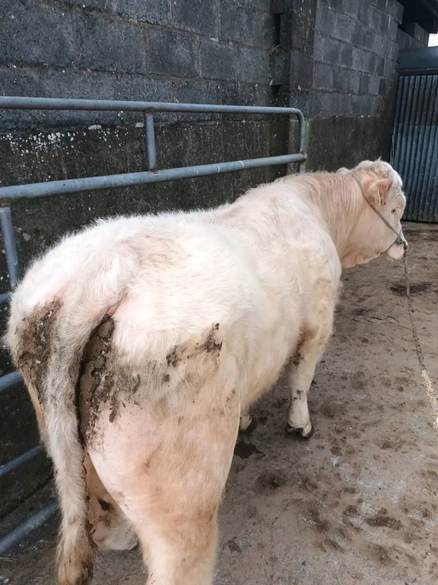 5 star pedigree charolais bull - Image 2