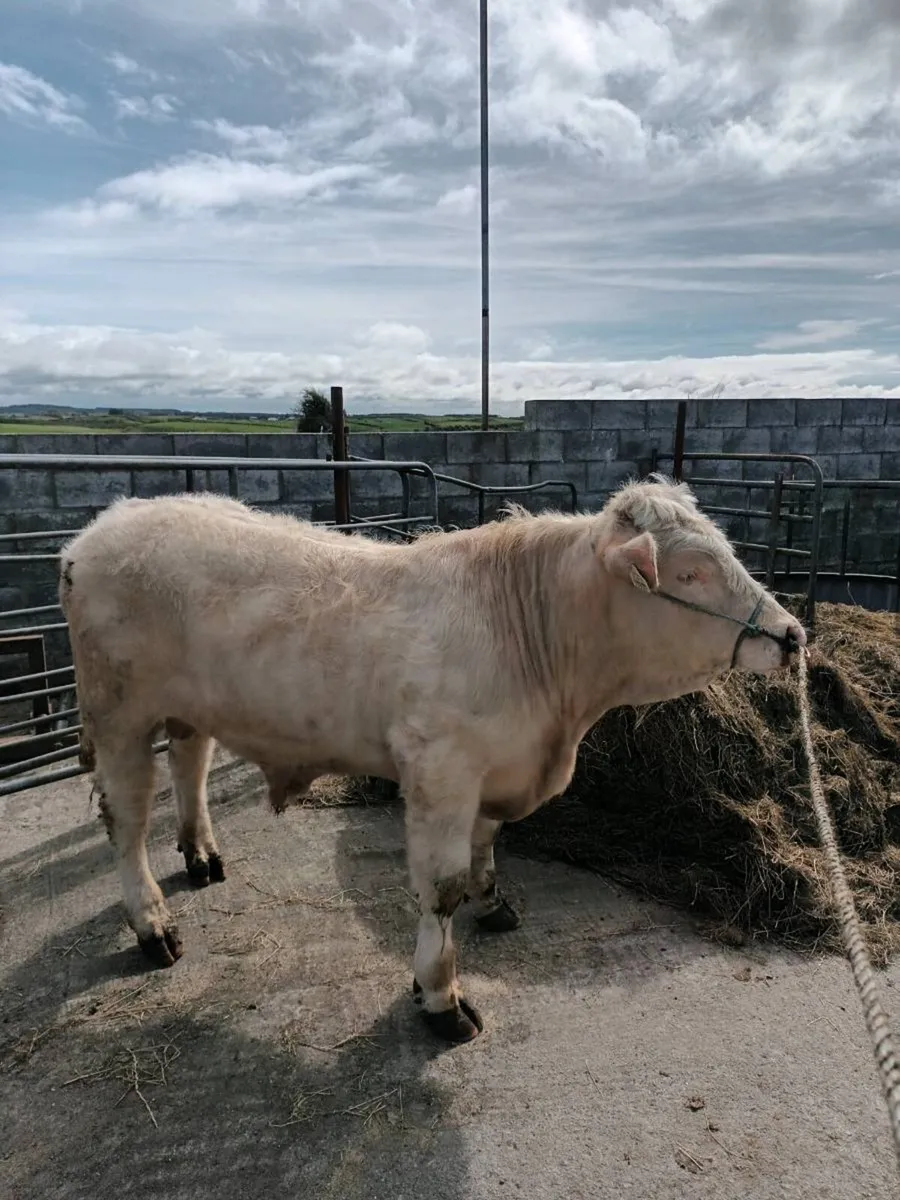5 star pedigree charolais bull - Image 3