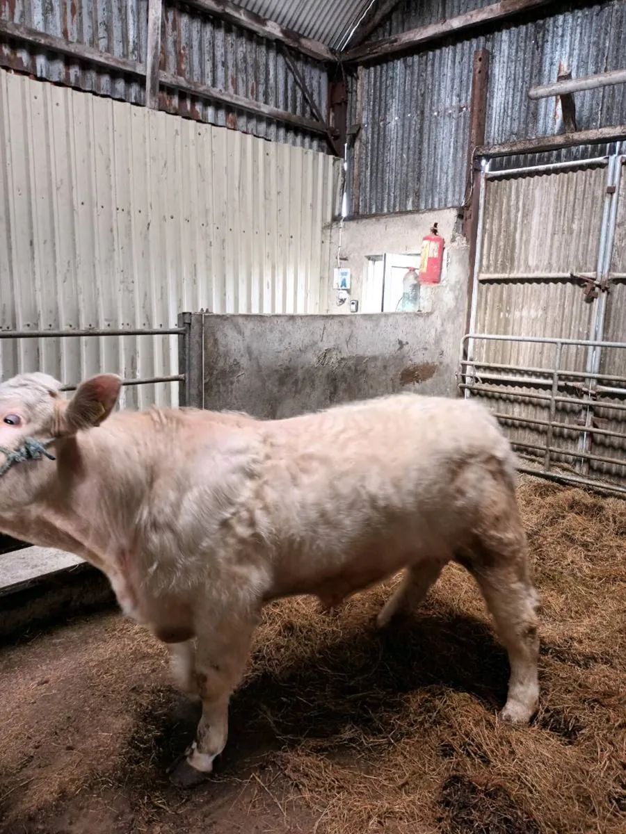 5 star pedigree charolais bull - Image 4