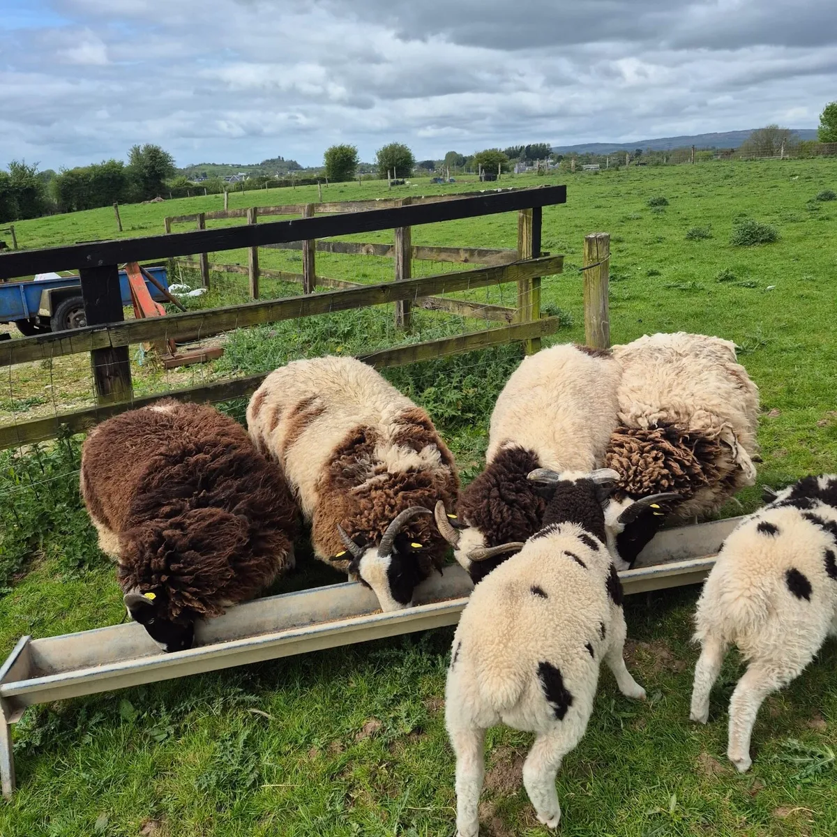 4 Pedigree Jacob Hoggets - Image 3