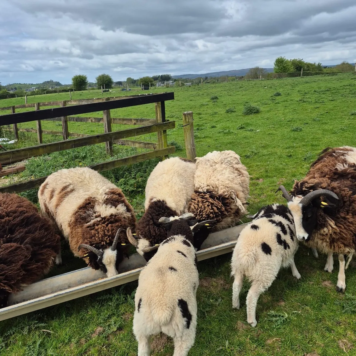 4 Pedigree Jacob Hoggets - Image 1