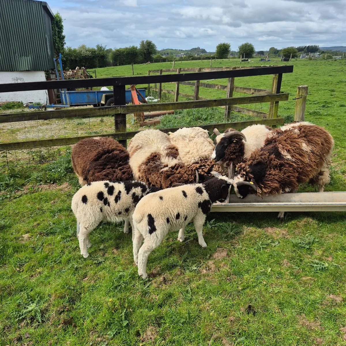 4 Pedigree Jacob Hoggets - Image 2