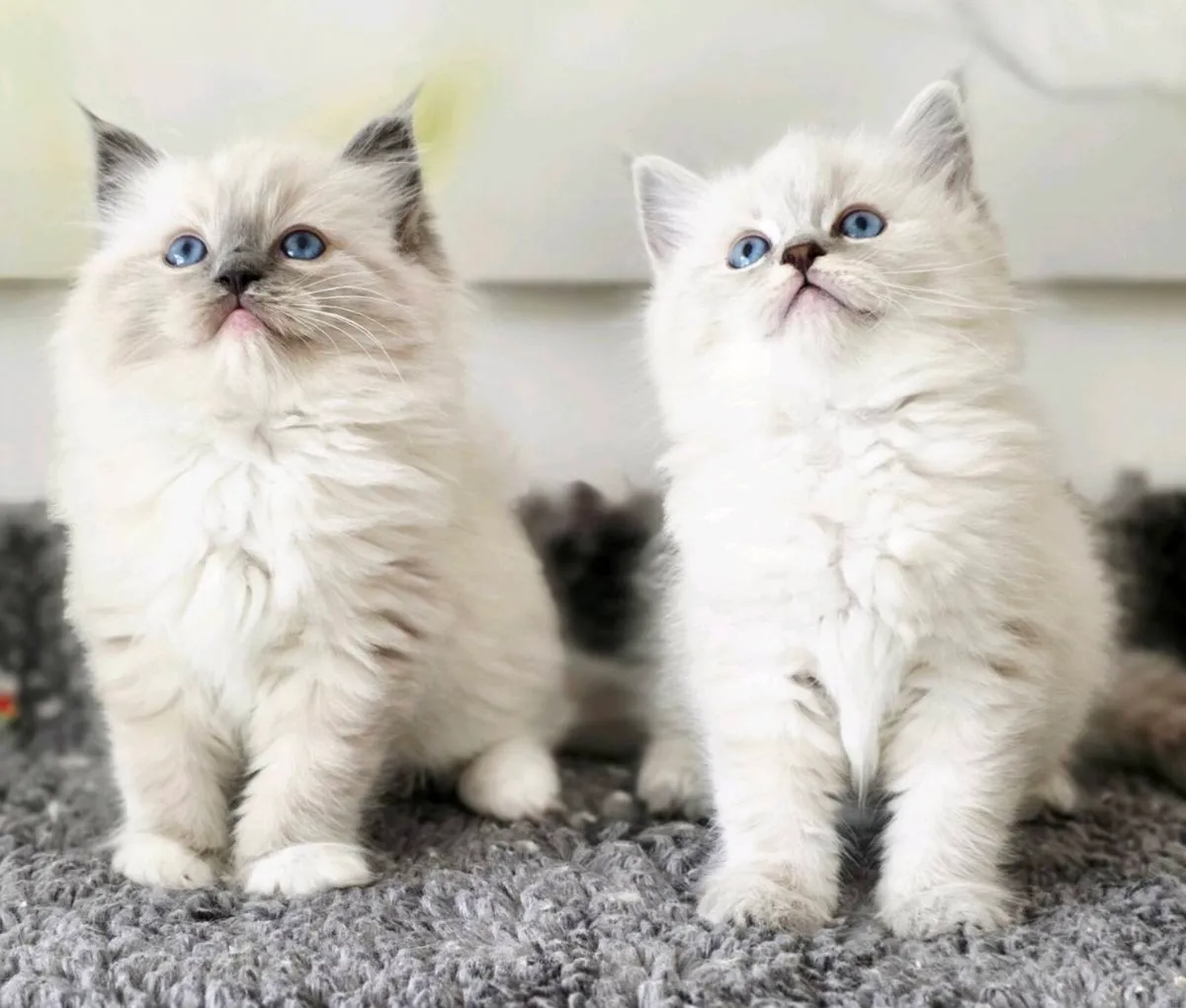 Pure breed Ragdoll kittens - Image 1