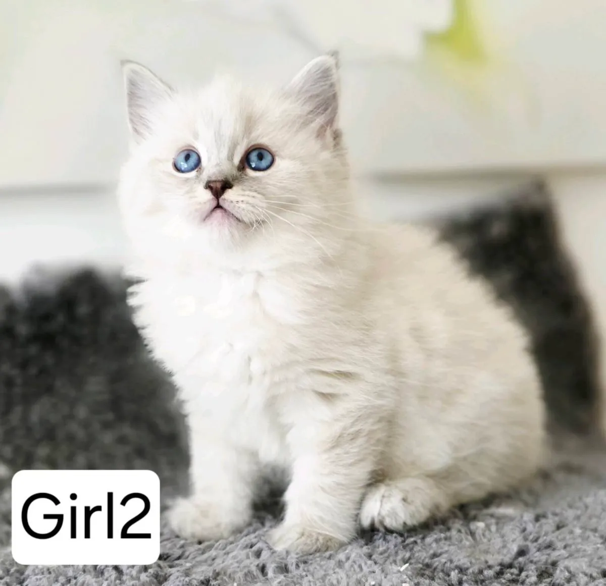 Pure breed Ragdoll kittens - Image 2