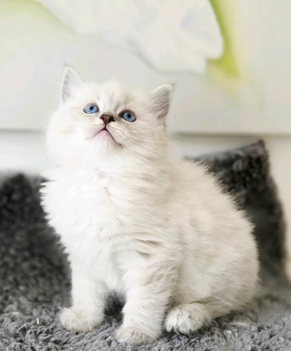 Pure breed Ragdoll kittens - Image 3