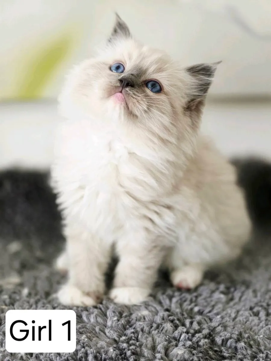 Pure breed Ragdoll kittens - Image 4