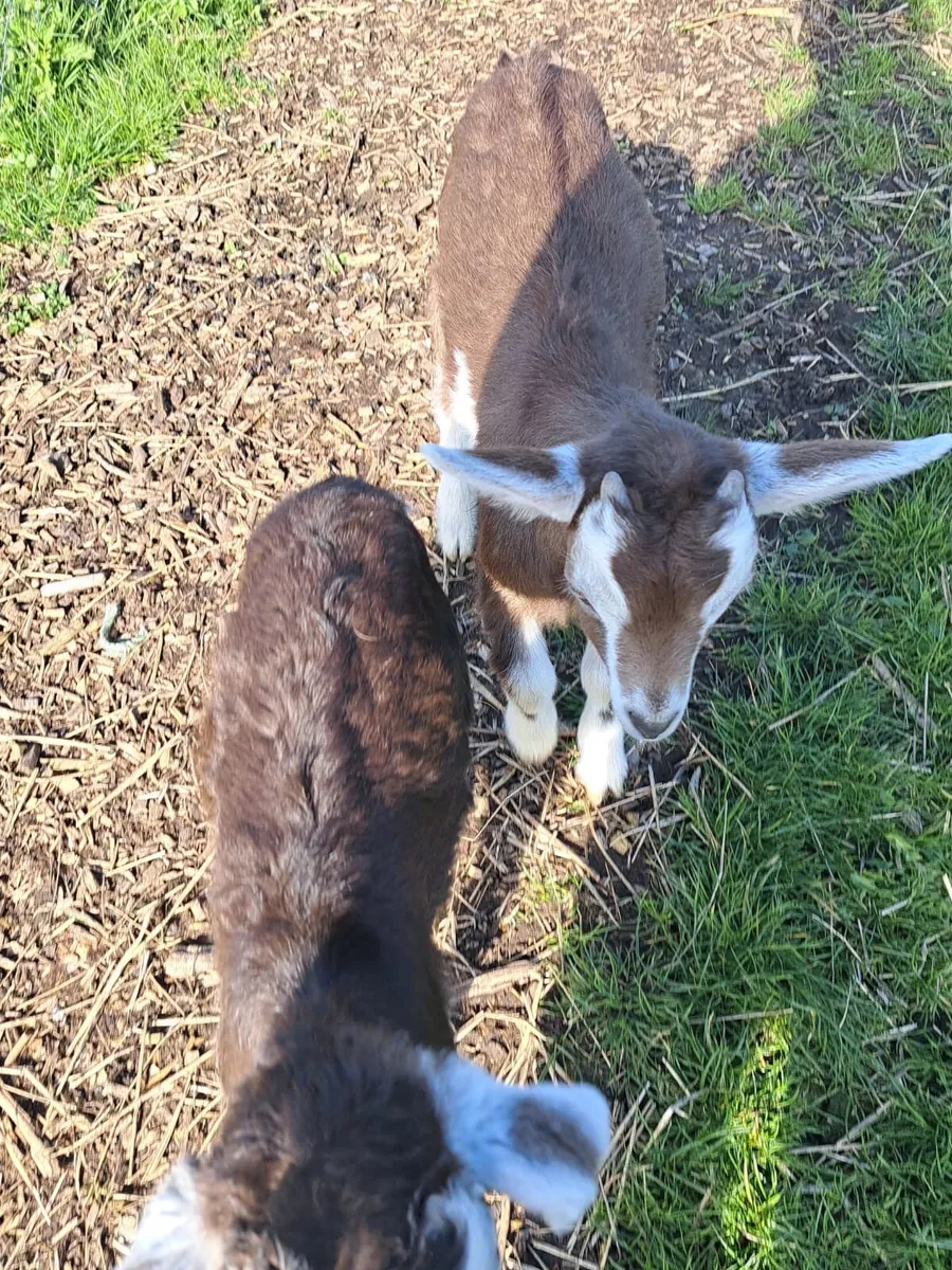 Kid Goats - Image 2