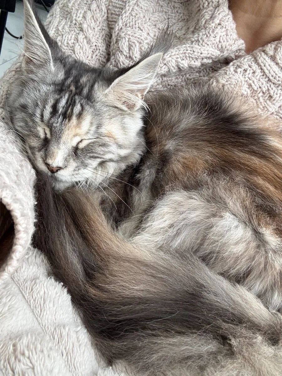 Young female Maine Coon - Image 3
