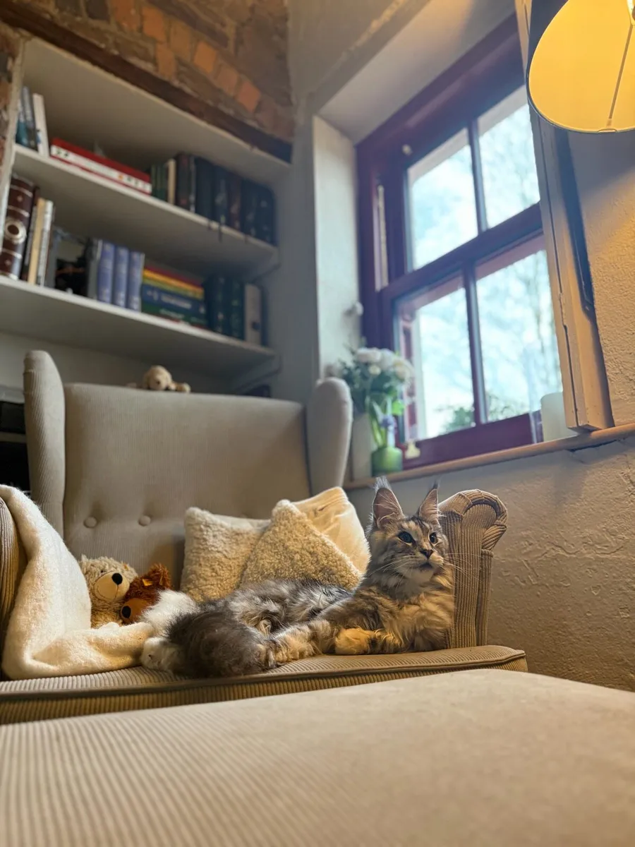 Young female Maine Coon - Image 4