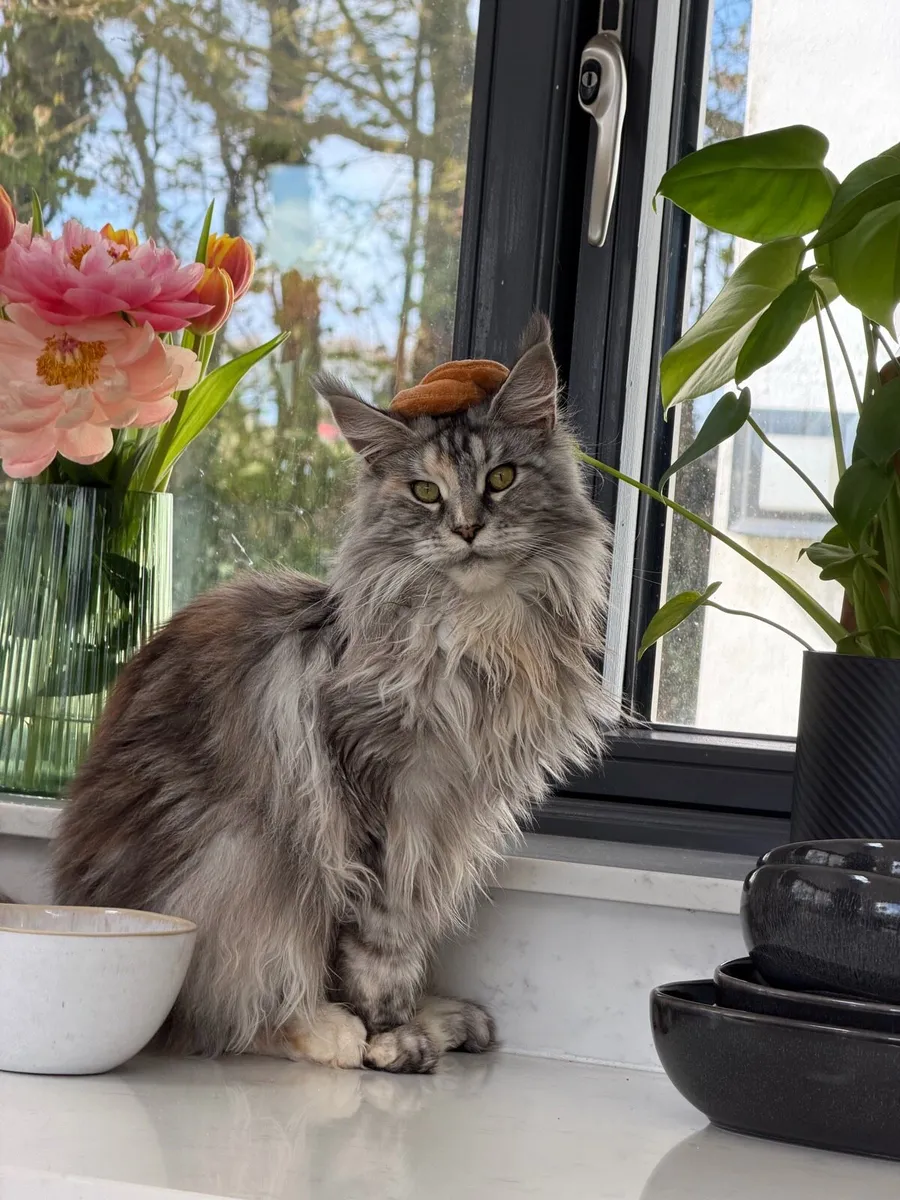 Young female Maine Coon - Image 1