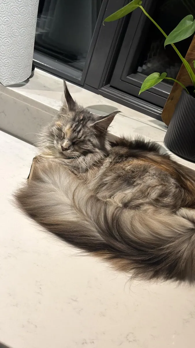 Young female Maine Coon - Image 2