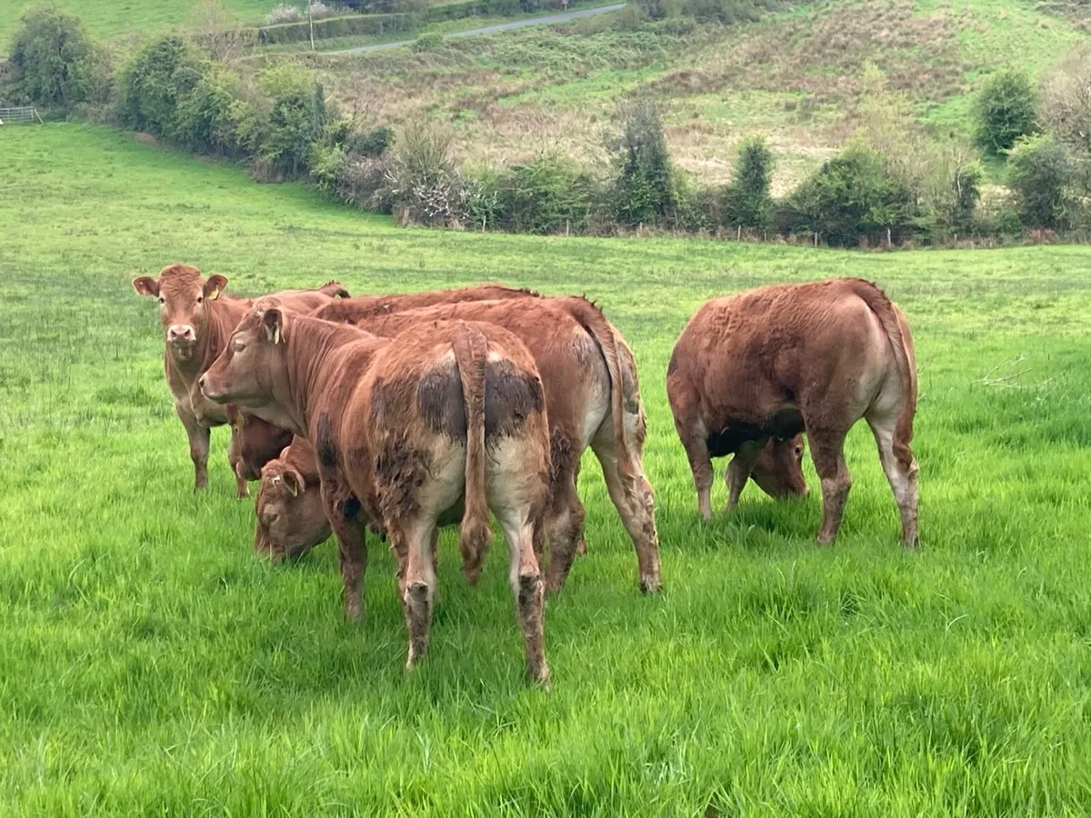 Limousin heifers - Image 2