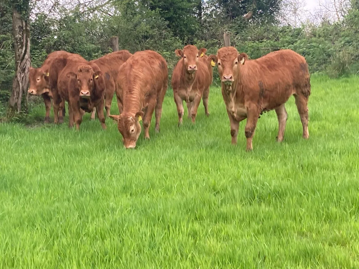 Limousin heifers - Image 3