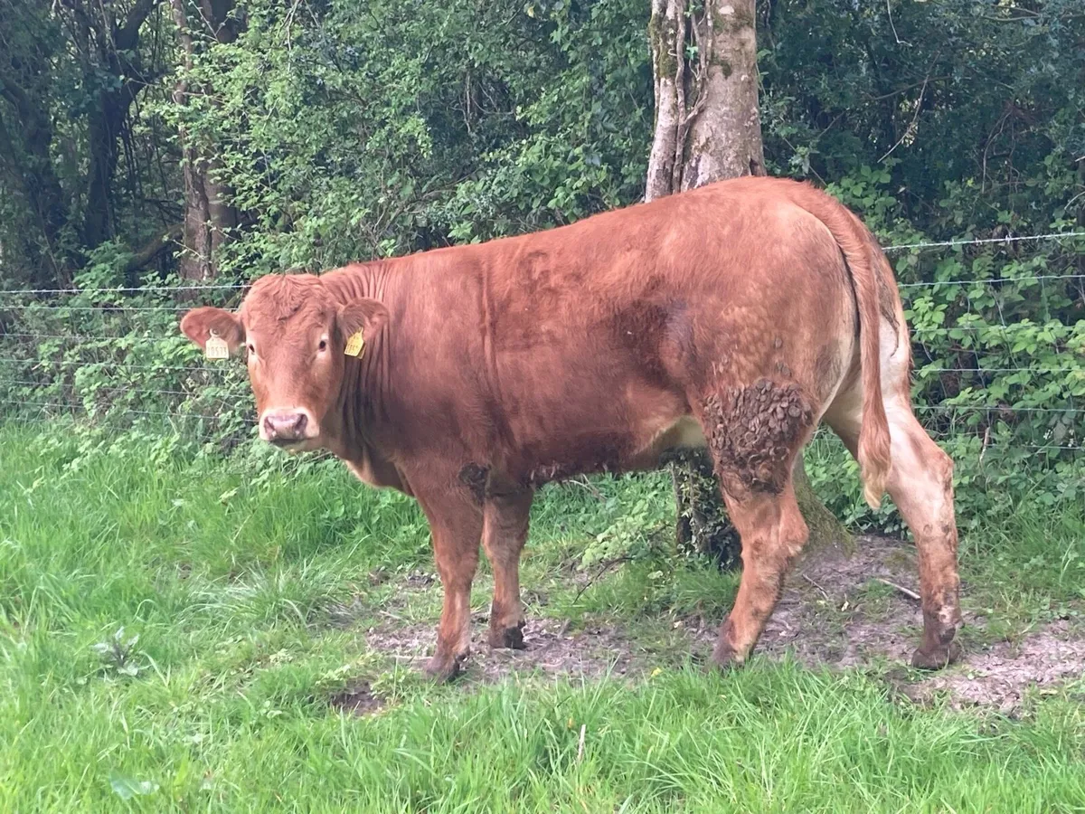 Limousin heifers - Image 4