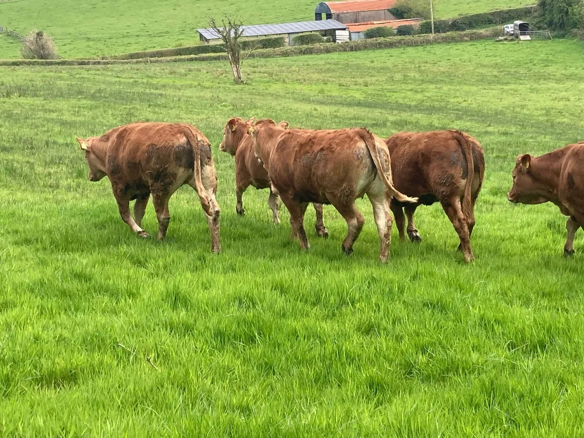Limousin heifers - Image 1