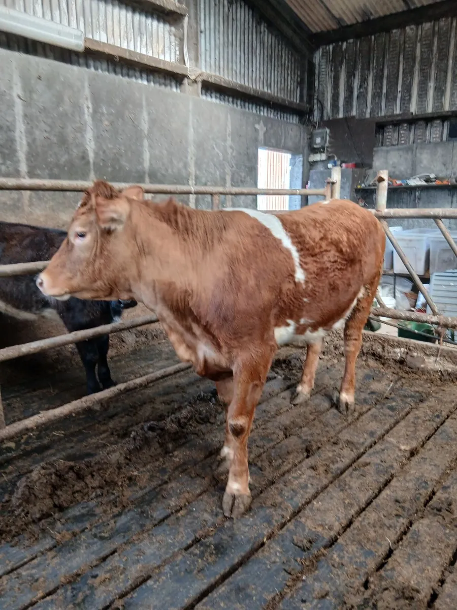 Breeding heifer - Image 2
