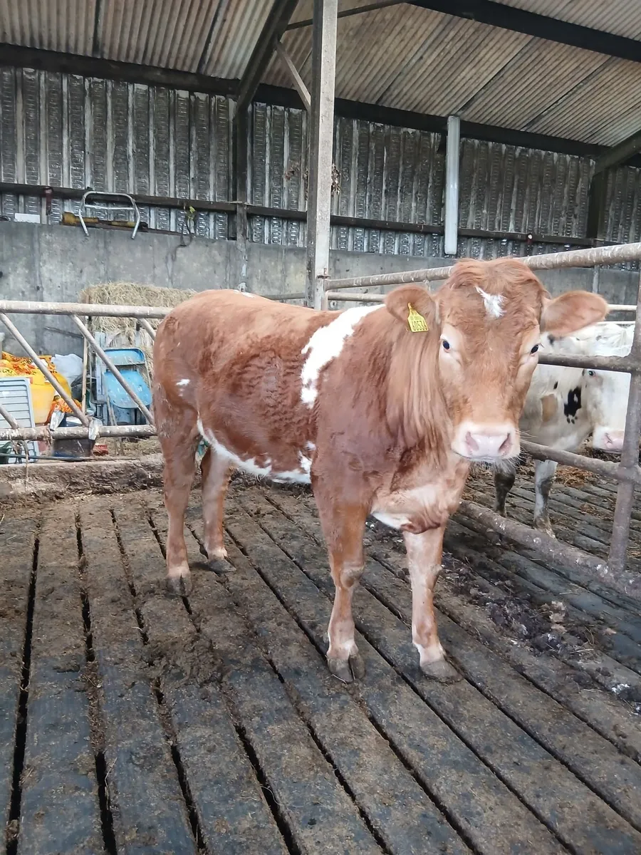 Breeding heifer - Image 3