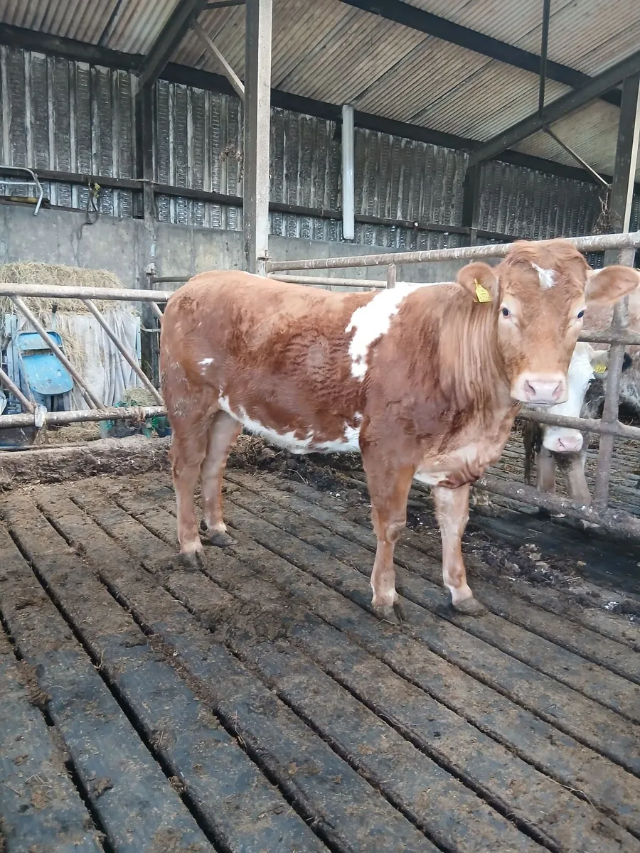 Breeding heifer - Image 1