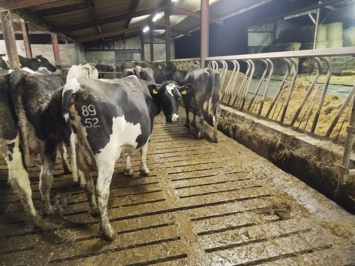 Empty Cows - Image 1