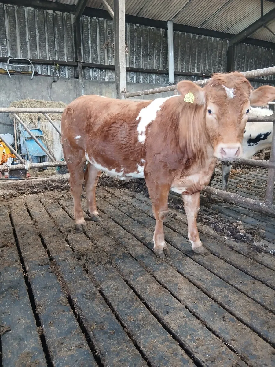 Breeding heifer - Image 4