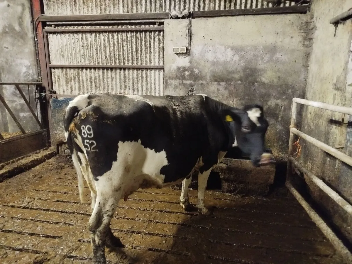 Empty Cows - Image 2