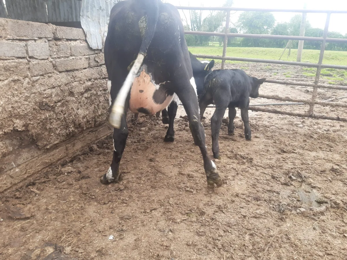 Freshly calved FR heifer - Image 1