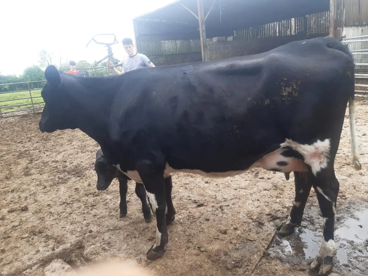 Freshly calved FR heifer - Image 2