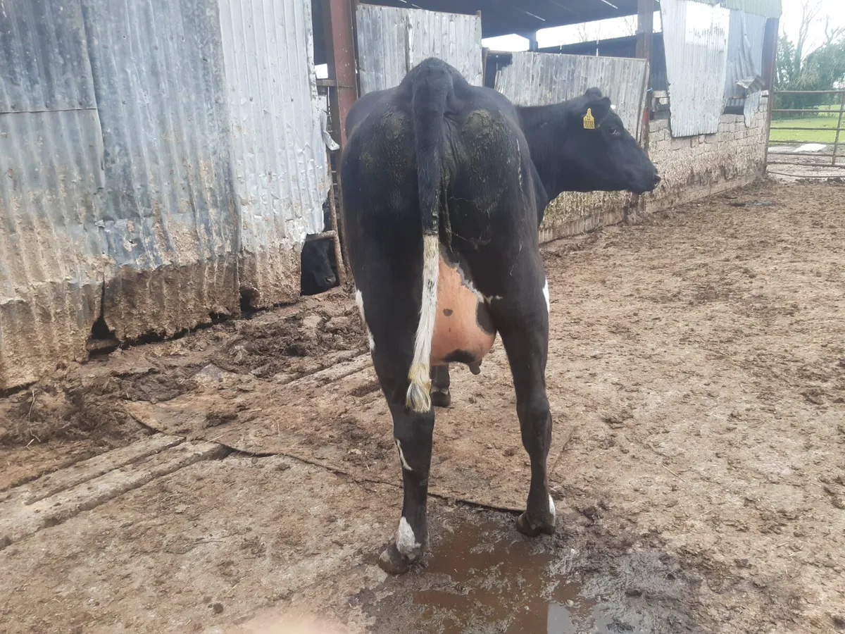 Freshly calved FR heifer - Image 3