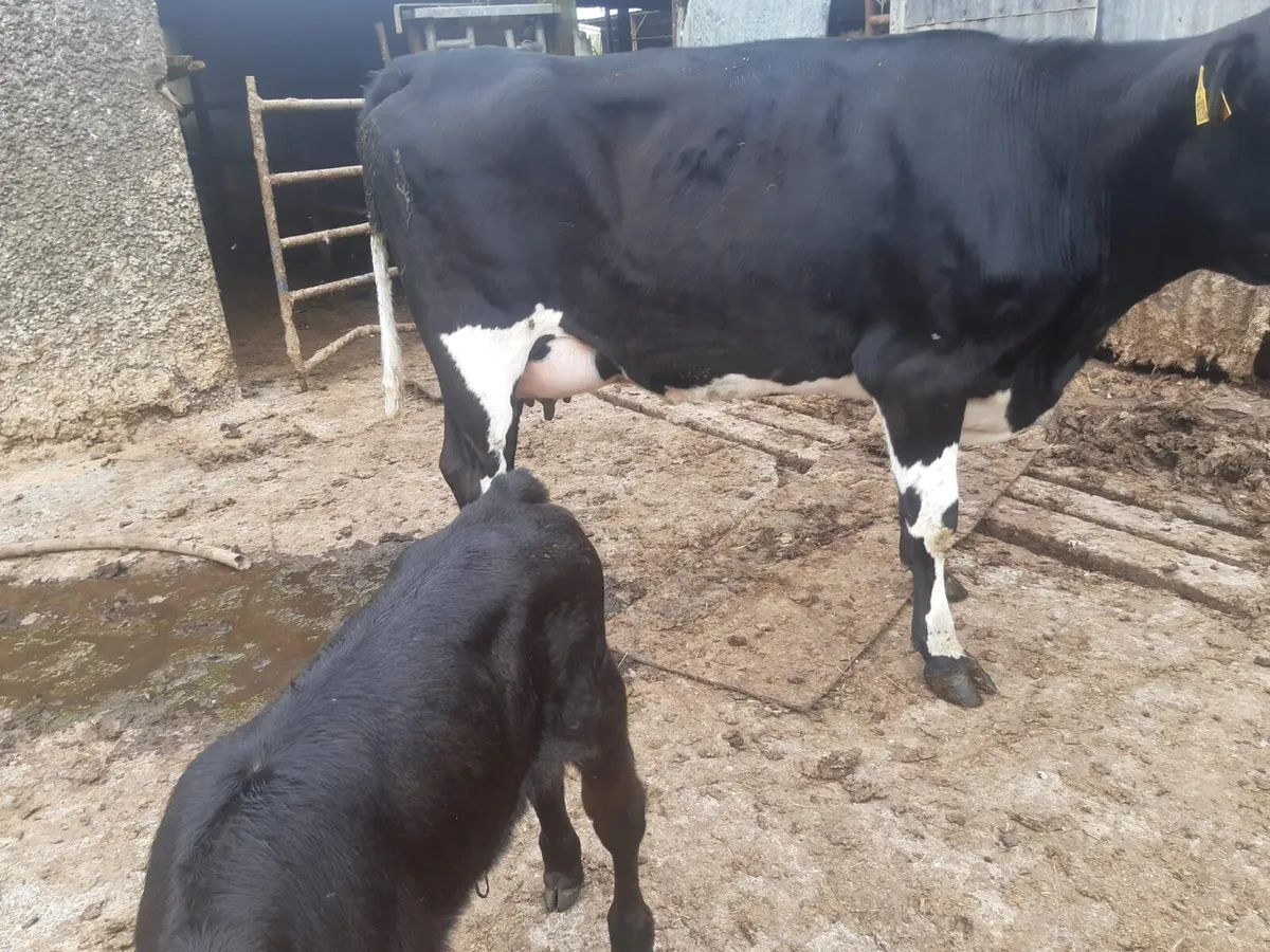 Freshly calved FR heifer - Image 4